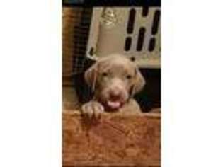 Weimaraner Puppy for sale in Hampton, VA, USA