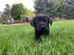 Labrador Retriever Puppy for sale in Windsor, CO, USA