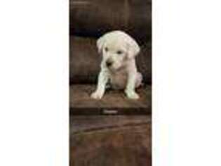 Labrador Retriever Puppy for sale in Stronghurst, IL, USA