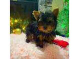 Yorkshire Terrier Puppy for sale in Houston, TX, USA