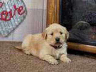 Golden Retriever Puppy for sale in Hamptonville, NC, USA