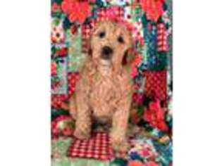 Goldendoodle Puppy for sale in Highlandville, MO, USA