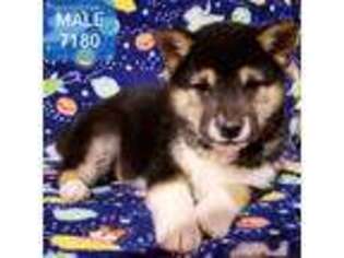 Shiba Inu Puppy for sale in Pittsfield, NH, USA