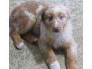 Australian Shepherd Puppy for sale in Claremore, OK, USA