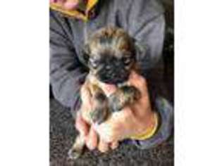 Mutt Puppy for sale in Montezuma, NM, USA