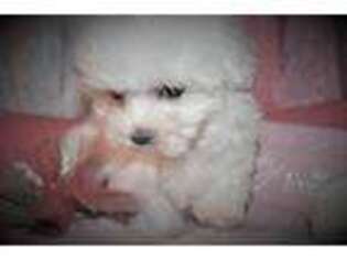 Maltese Puppy for sale in San Angelo, TX, USA