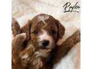 Cavapoo Puppy for sale in North Branch, MN, USA