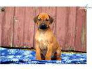 Rhodesian Ridgeback Puppy for sale in Lancaster, PA, USA