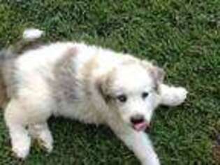 Great Pyrenees Puppy for sale in SOUTHBURY, CT, USA