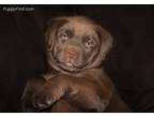 Labrador Retriever Puppy for sale in Medicine Lodge, KS, USA