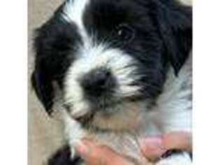 Tibetan Terrier Puppy for sale in Zanesville, OH, USA