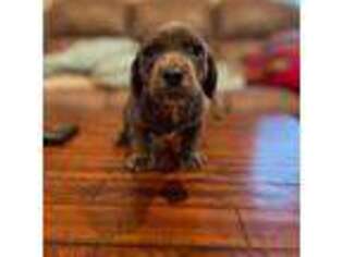 Dachshund Puppy for sale in Oakdale, CA, USA