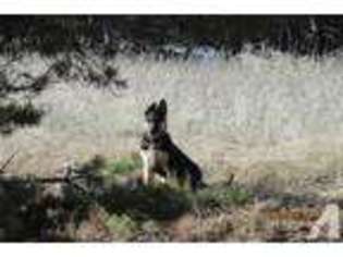 German Shepherd Dog Puppy for sale in PHILIPSBURG, MT, USA