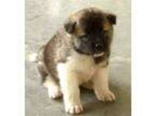 Akita Puppy for sale in Mission, TX, USA