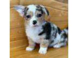 Pembroke Welsh Corgi Puppy for sale in Sandy Valley, NV, USA