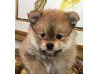 Maltipom Puppy for sale in Jacksonville, FL, USA