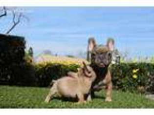French Bulldog Puppy for sale in Panorama City, CA, USA