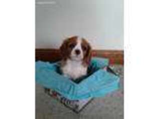 Cavalier King Charles Spaniel Puppy for sale in Stanley, NY, USA