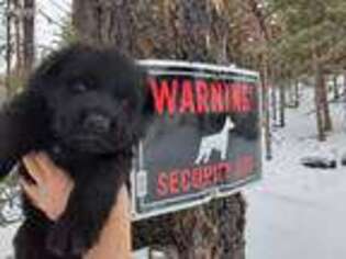 German Shepherd Dog Puppy for sale in Troy, MT, USA