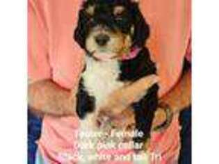 Mutt Puppy for sale in Lufkin, TX, USA