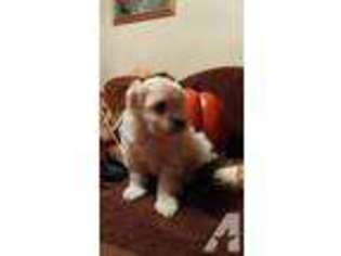 Havanese Puppy for sale in SALEM, OH, USA