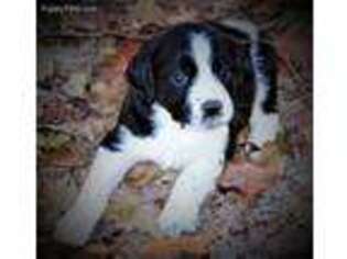 English Springer Spaniel Puppy for sale in Havre De Grace, MD, USA