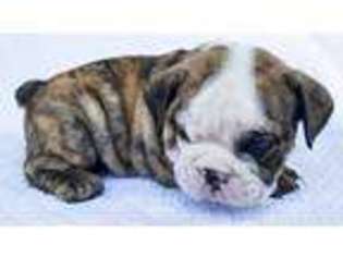 Bulldog Puppy for sale in North Hollywood, CA, USA