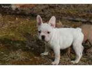French Bulldog Puppy for sale in Boone, NC, USA