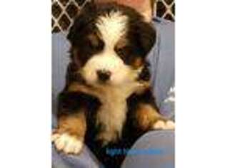 Bernese Mountain Dog Puppy for sale in Athens, AL, USA