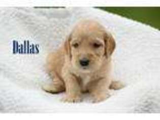 Irish Setter Puppy for sale in Kemp, TX, USA