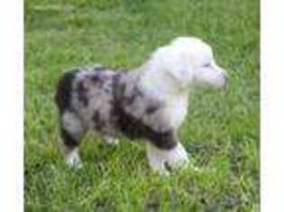 Miniature Australian Shepherd Puppy for sale in Arlington, KS, USA