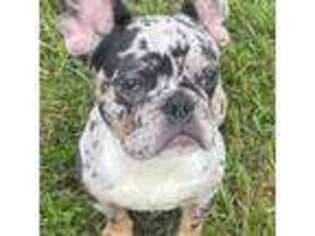 French Bulldog Puppy for sale in San Antonio, FL, USA