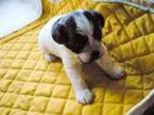 Mutt Puppy for sale in MANITOU BEACH, MI, USA