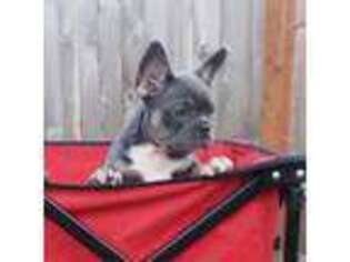 French Bulldog Puppy for sale in Junction City, OR, USA