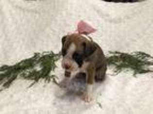 Boxer Puppy for sale in Worthington, IN, USA
