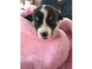 Pembroke Welsh Corgi Puppy for sale in Pagosa Springs, CO, USA