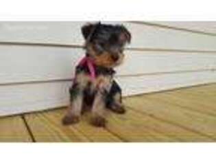 Yorkshire Terrier Puppy for sale in Elliottsburg, PA, USA