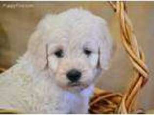 Goldendoodle Puppy for sale in Walnut Grove, MO, USA