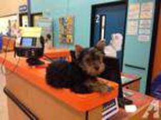 Yorkshire Terrier Puppy for sale in ESTERO, FL, USA