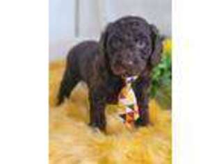 Goldendoodle Puppy for sale in Buckingham, VA, USA