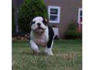 Bulldog Puppy for sale in Catawissa, PA, USA
