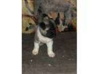 Akita Puppy for sale in Angier, NC, USA