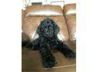 Labradoodle Puppy for sale in Beavercreek, OR, USA