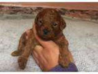 Mutt Puppy for sale in Franklin Park, IL, USA