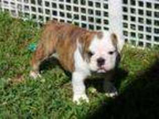 Bulldog Puppy for sale in Exeter, MO, USA