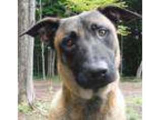 Belgian Malinois Puppy for sale in Sterling, NY, USA