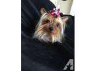 Yorkshire Terrier Puppy for sale in PENDLETON, IN, USA