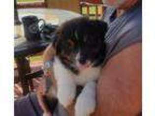 Australian Shepherd Puppy for sale in Warrenton, VA, USA