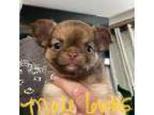 Chihuahua Puppy for sale in East Peoria, IL, USA