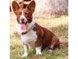 Cardigan Welsh Corgi Puppy for sale in Plains, MT, USA